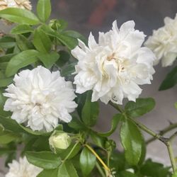 Lady Banks Climber  Rose Plant,  With Fragrant Flowers In 5 Gallons Pot Is 5 Feet Tall Pick Up Only