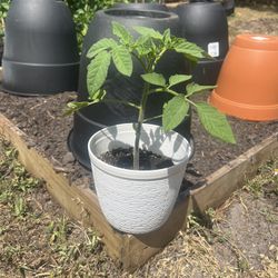 🍅Roma Tomato Seedling🍅