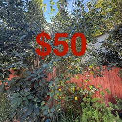 Apple tree 18-20ft Tall