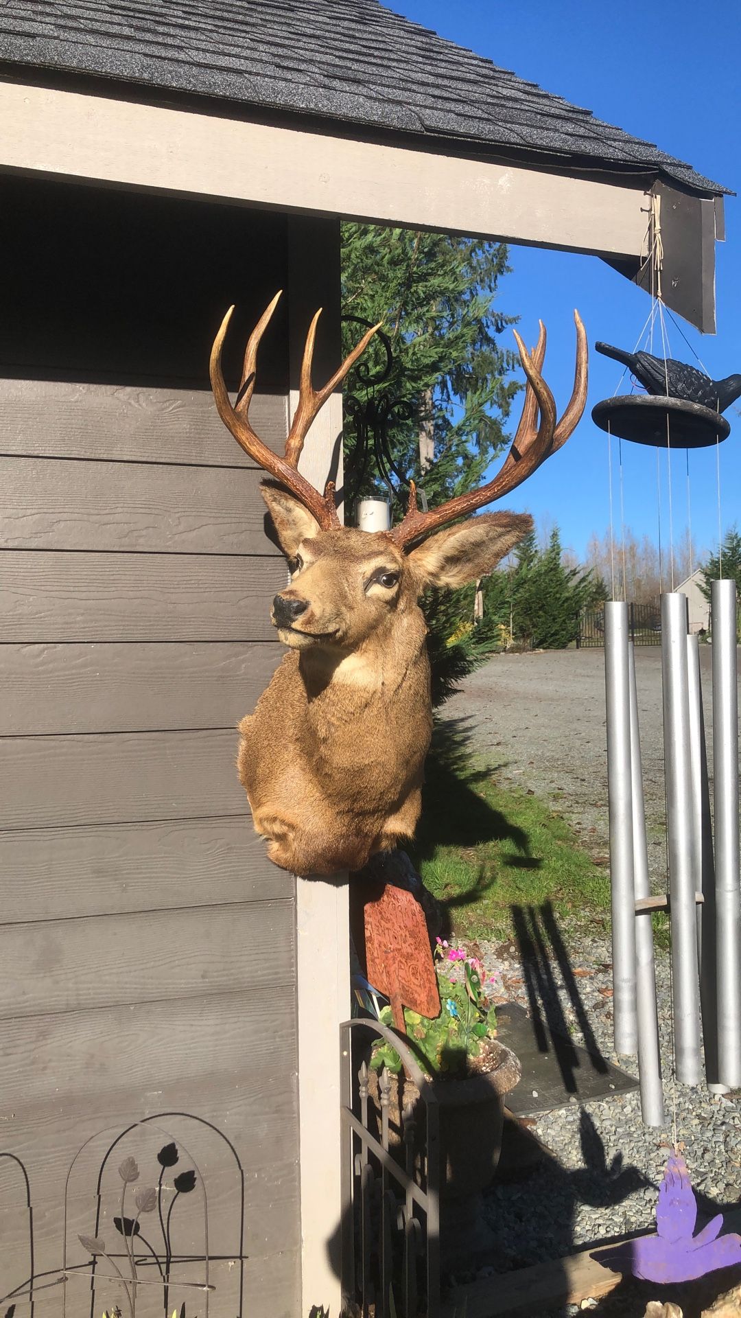 Large mule deer mount
