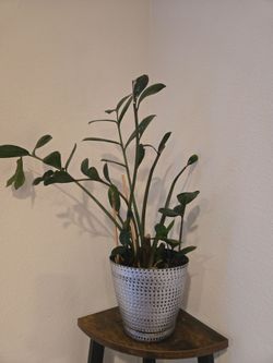 Free live plant