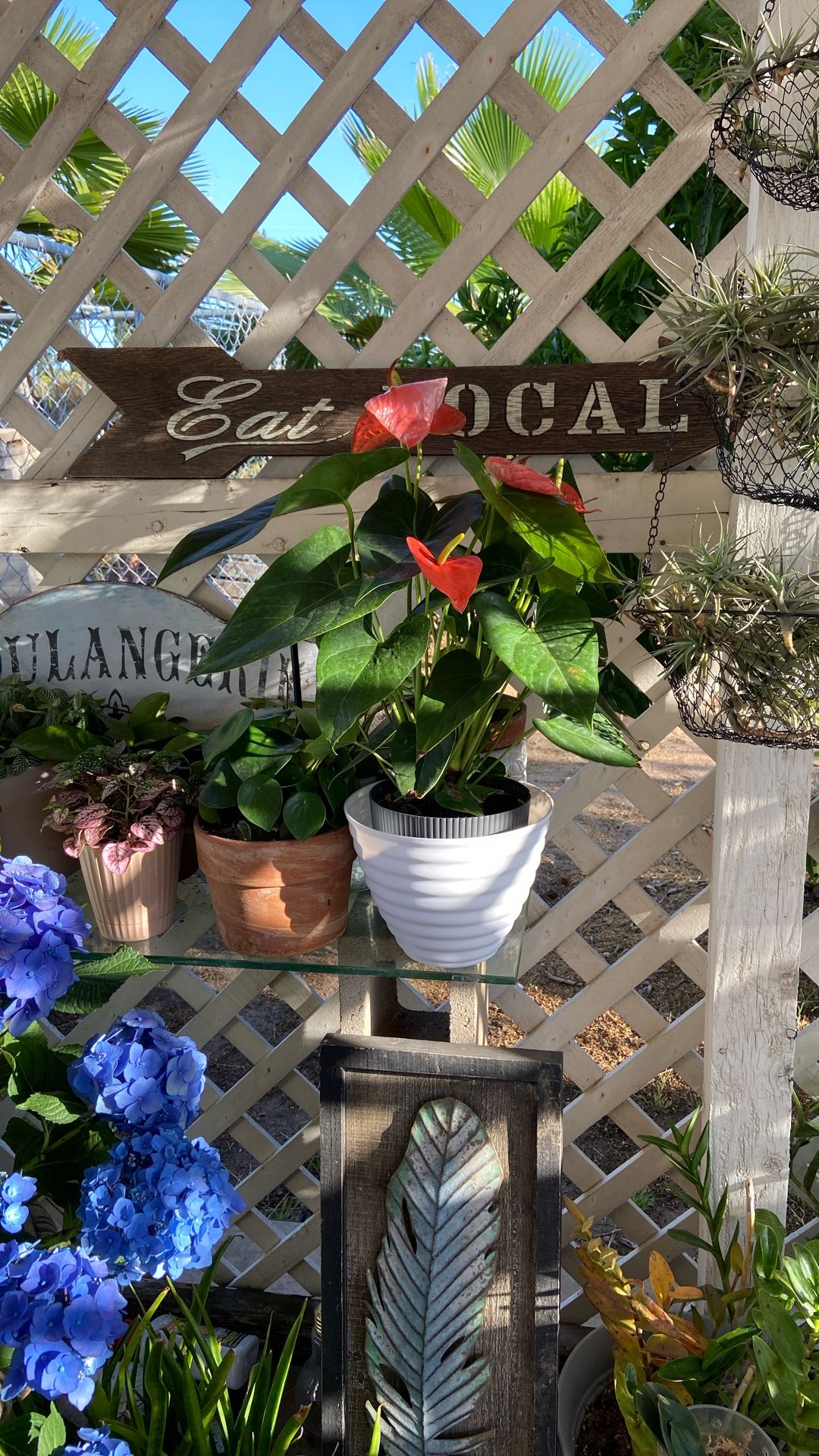 Large ANTHURIUM with Blooms