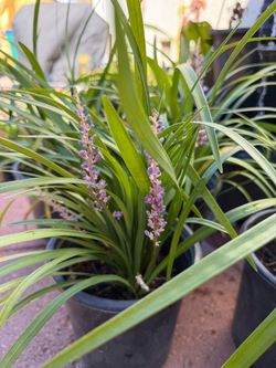 Purple grass LIRIOPE, in gal pots each $9