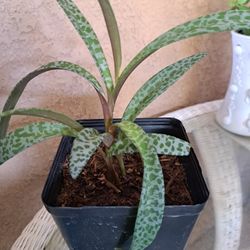 Ledebouria,  Leopard 🐆 