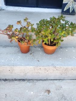 Jade plants