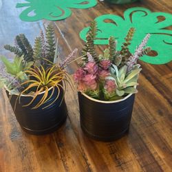 Cute Succulents Both For 5 Dollars 