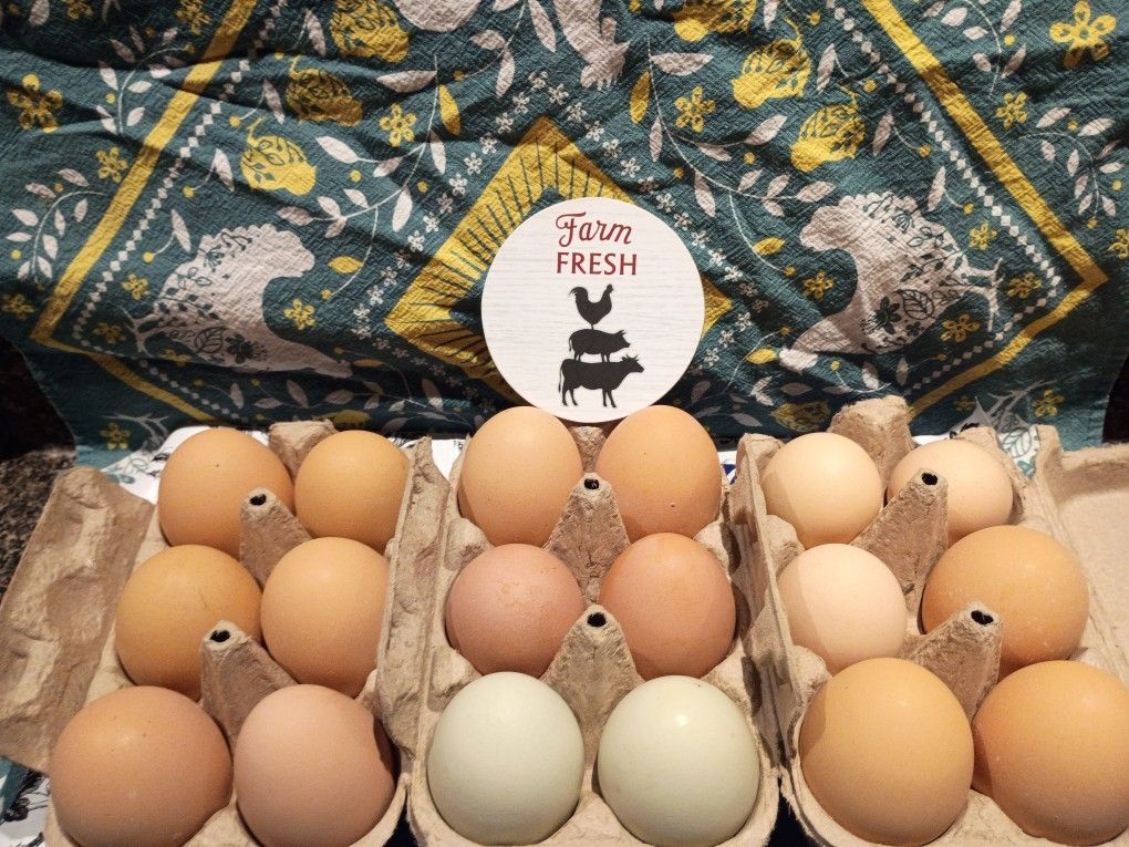Free Range Eggs From Happy Chickens
