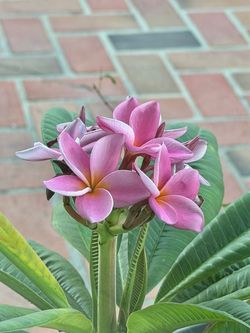 Plumeria plant with pink flower