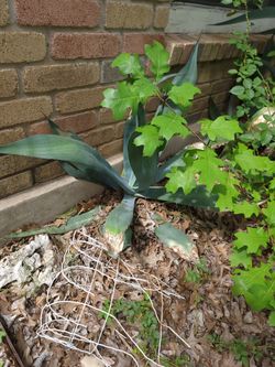 Yucca plants must pick up