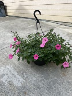 Flowers Petunias Hanging Basket