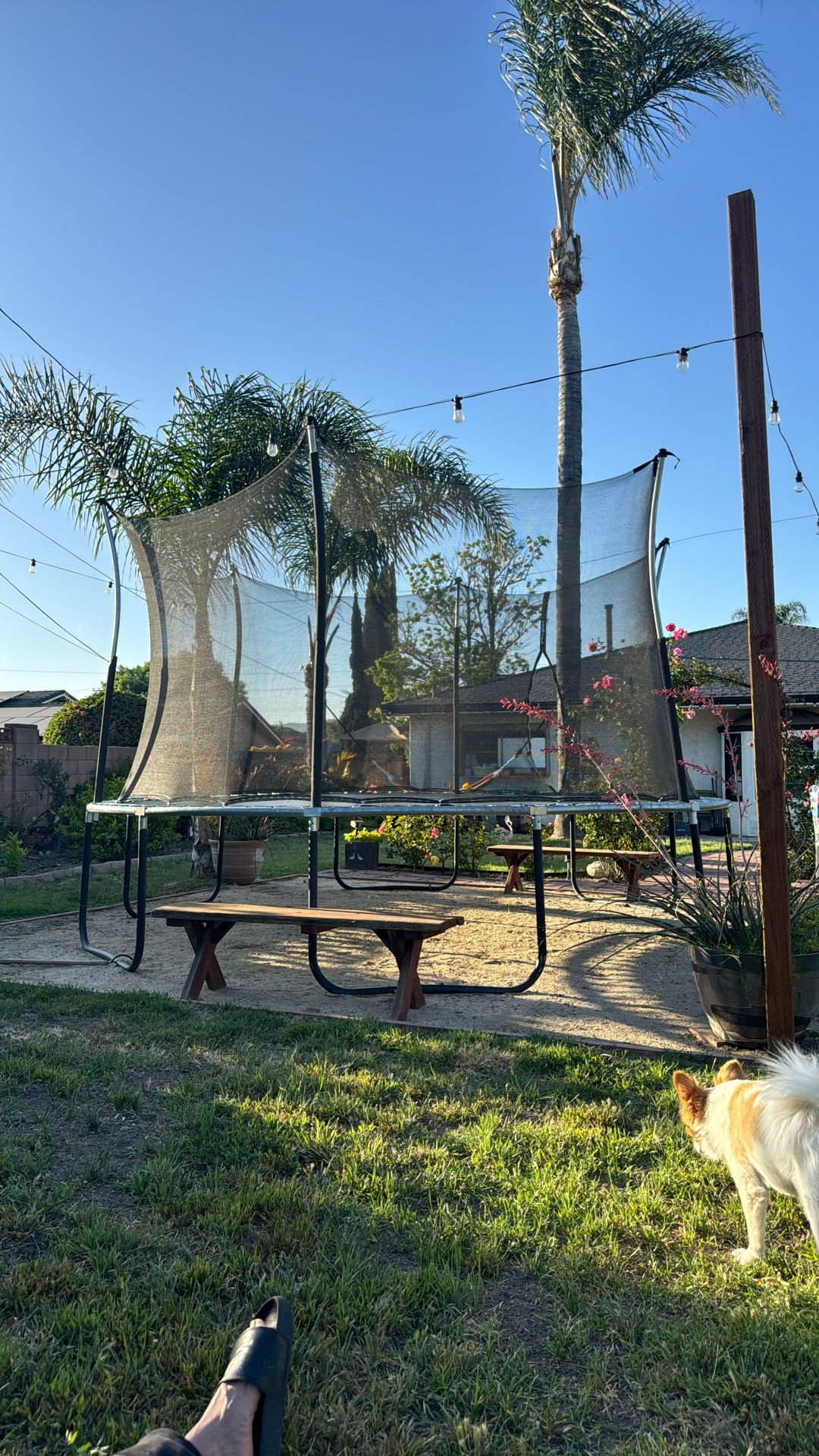 Trampoline