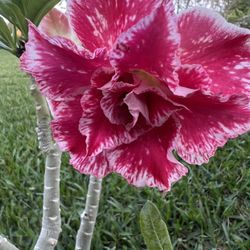 DESERT ROSE (3 Gallon Pot) Make A Statement For The Garden You Love