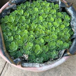 Water Lettuce For Your Pond