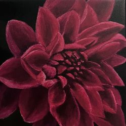 Dahlia 