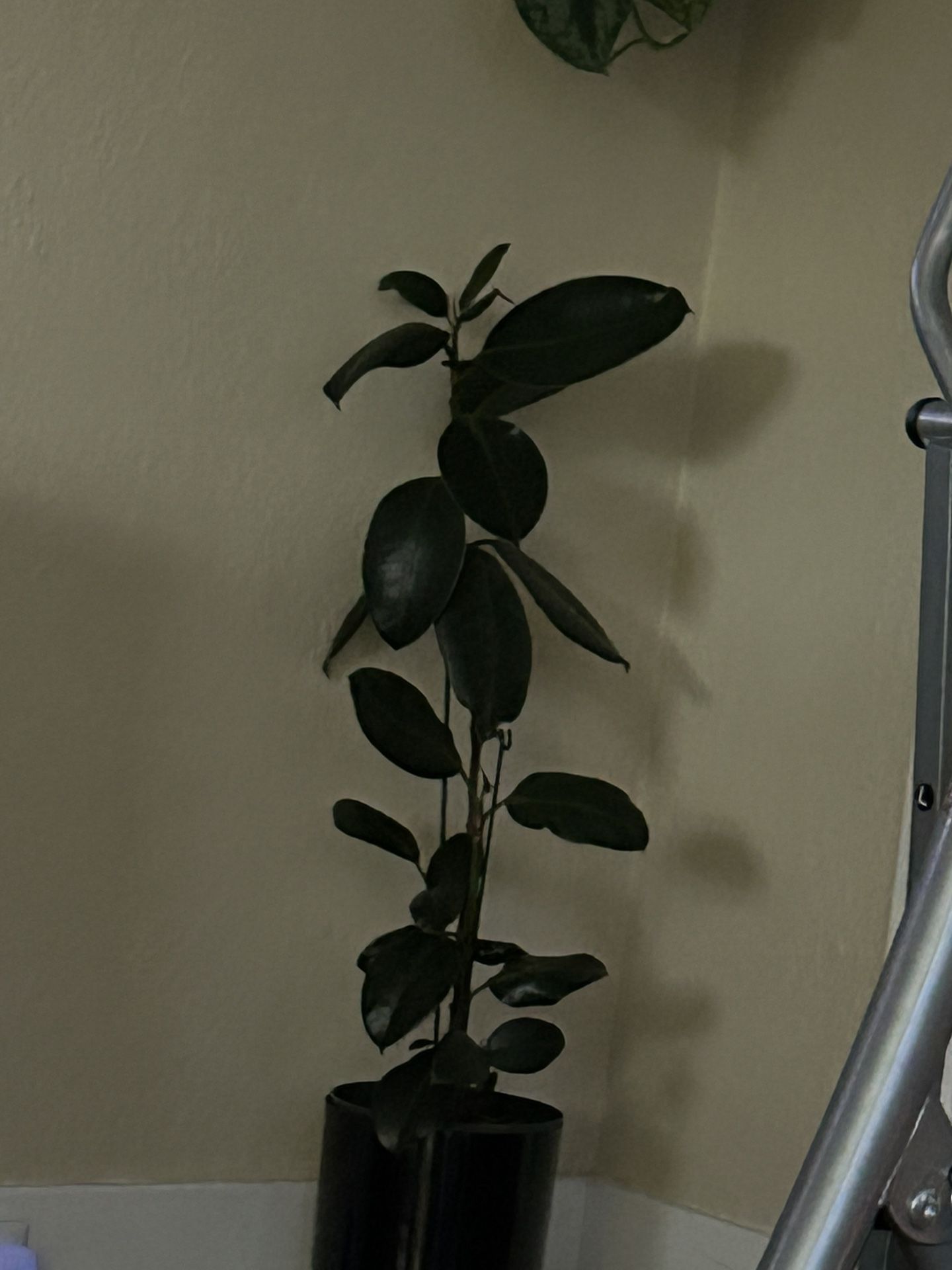 3ft  Fiscus plant  