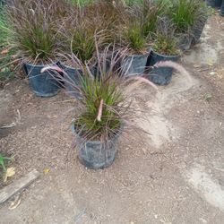 5 Gallon Red Fountain Grass 