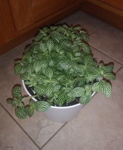 Fittonia healthy house plant full medium pot