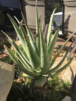 Aloe Vera Plant.