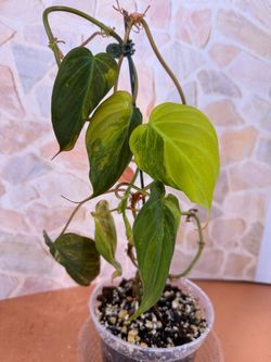 Philodendron Micans Aurea Variegated Plant - 5inch