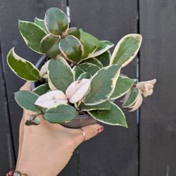 Hoya Carnosa Variegated Krimson Queen Plant 5" Pot - Indoor House Plants 