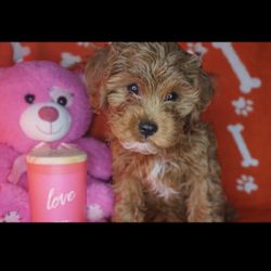 Toy Red Cavapoo