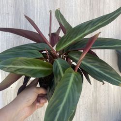 Calathea Sanguinea Plant