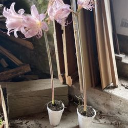 Bulbs