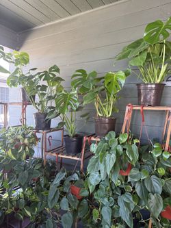Healthy Houseplants/Indoor Plants for $18 each except for Monstera’s