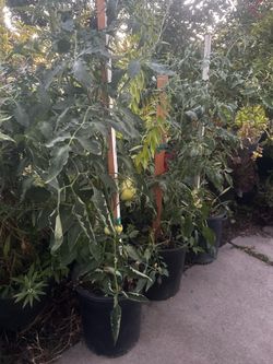 Plantas de jitomate disponibles en maceta de 5 galones