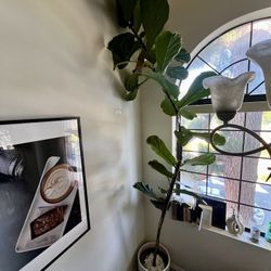 14 Foot fig leaf Tree