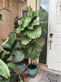 FIG - 6ft