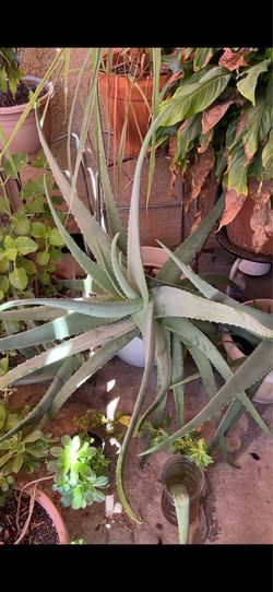 Aloe Vera