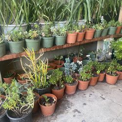Small Plants In Pots 