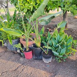 Giant Birds Of Paradise 