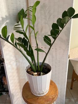 Natural Plant in Container for Sale