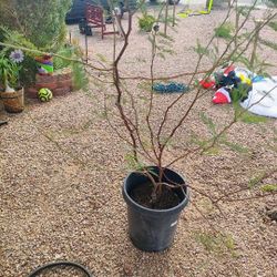 15 Gallon Mesquite Tree 