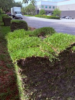 Fresh Sod — Césped Fresco 🌿