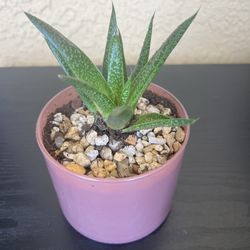 Succulent Plant 🪴