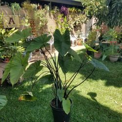 Potted Plant *Blooming as of 9/23/25*