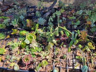 Mixed Succulents and Cacti Collection