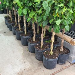 Tulipanes Entrenzados 3gallon 3 Ft Tall 