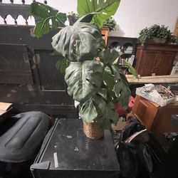 Faux Tabletop Monstera Artificial Plant in Woven Wicker Basket