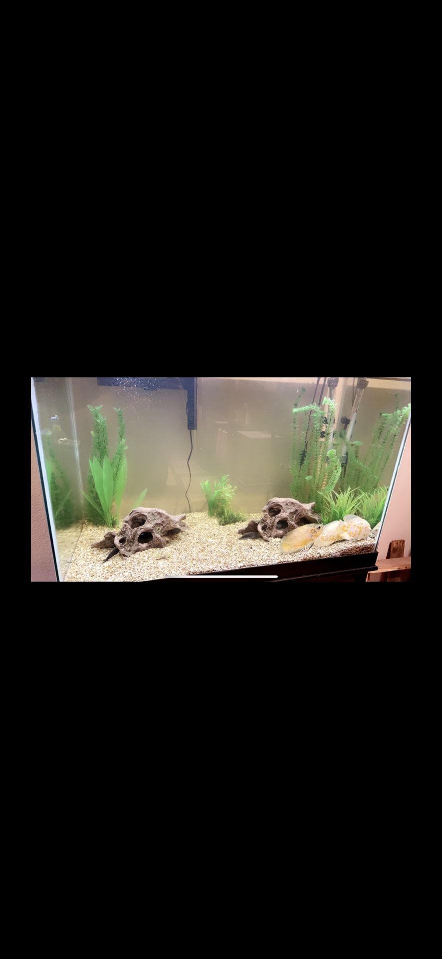 75 Gallon Fish Tank