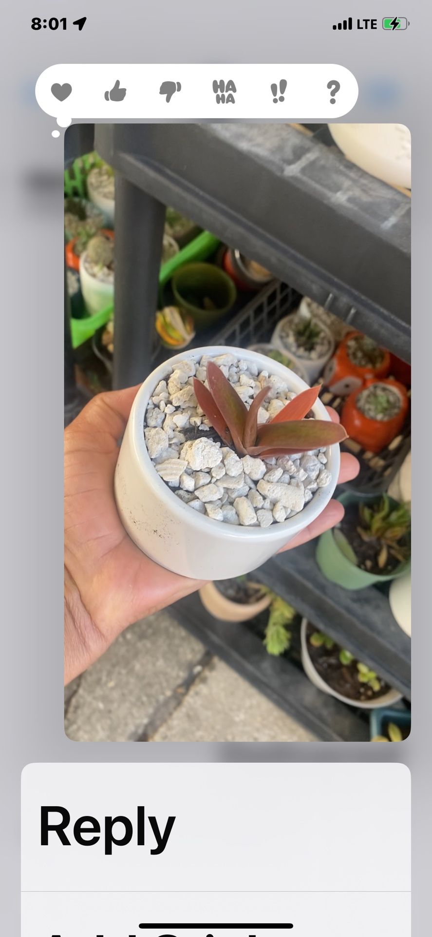 Succulents, Mini Plants