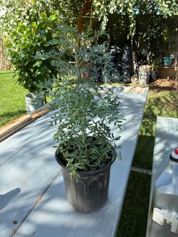 Ruda plant