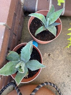 Agave Americana century plant-various sizes