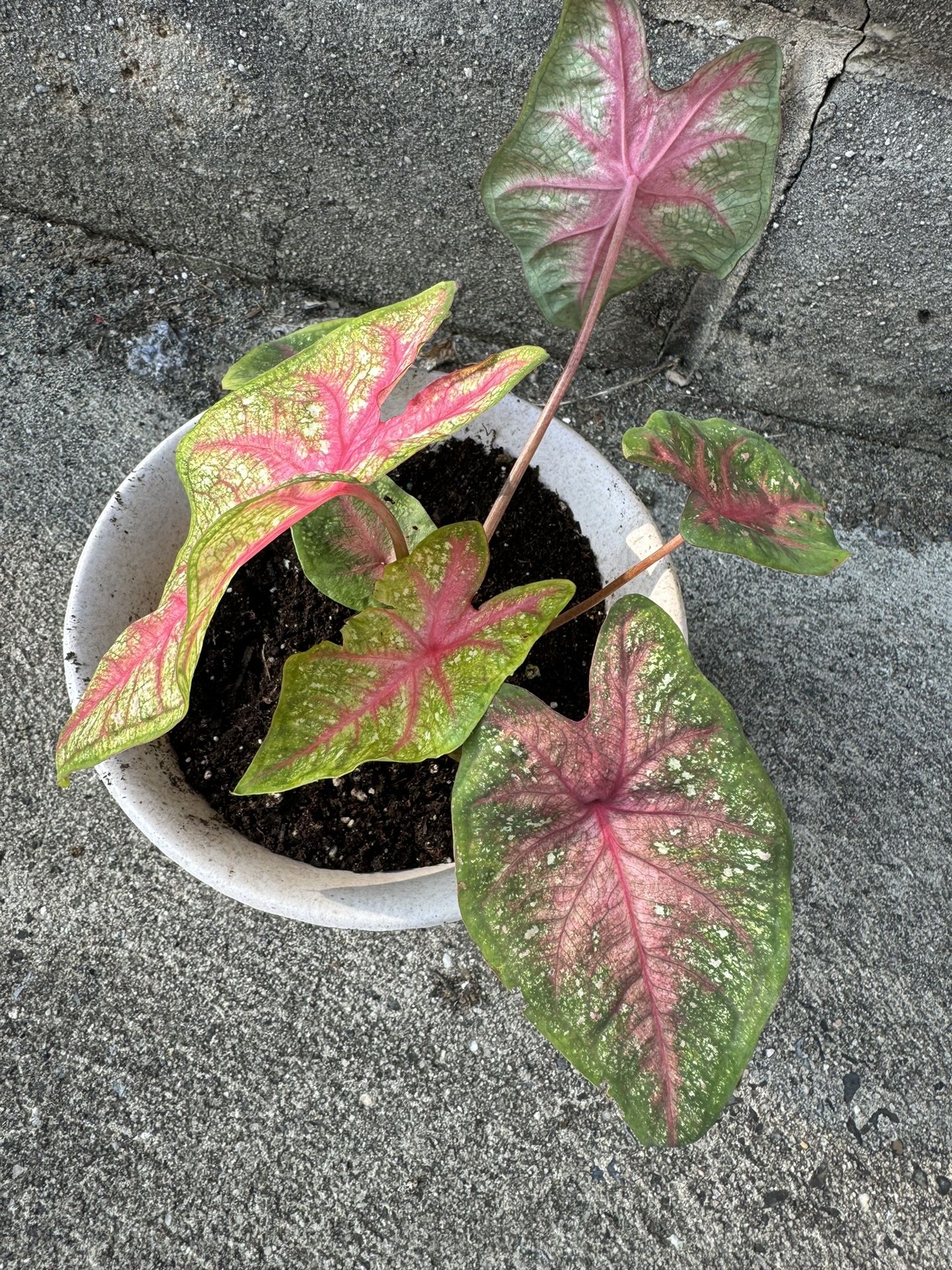 Caladium Plant