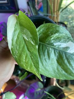  Epipremnum pinnatum variegated Albo