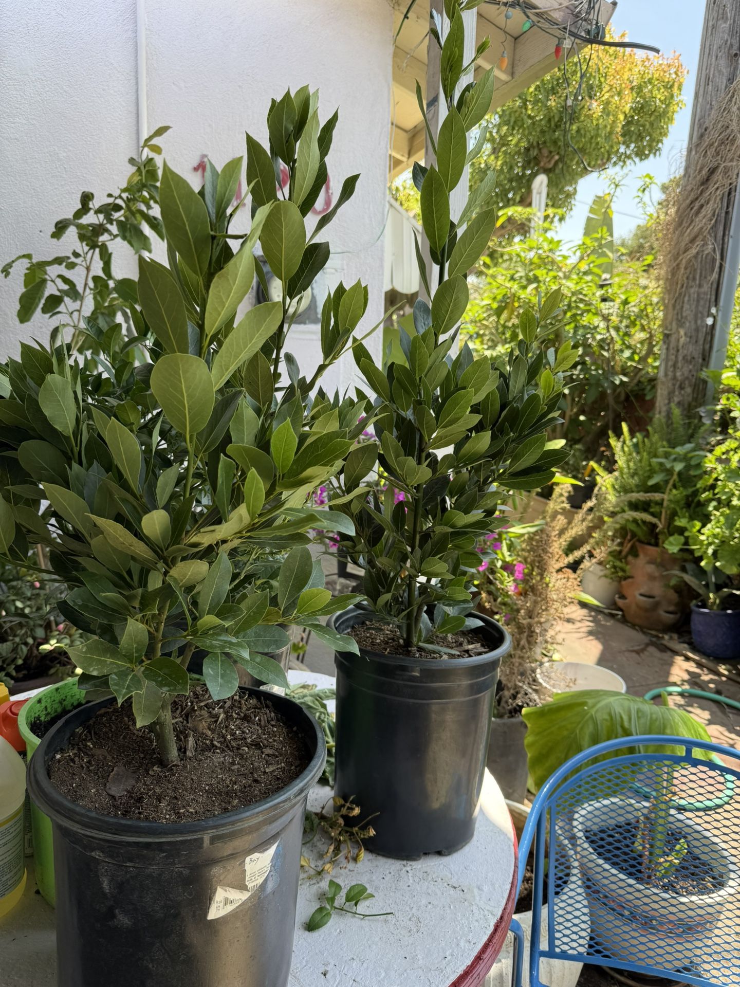 planta de laurel en vallejo