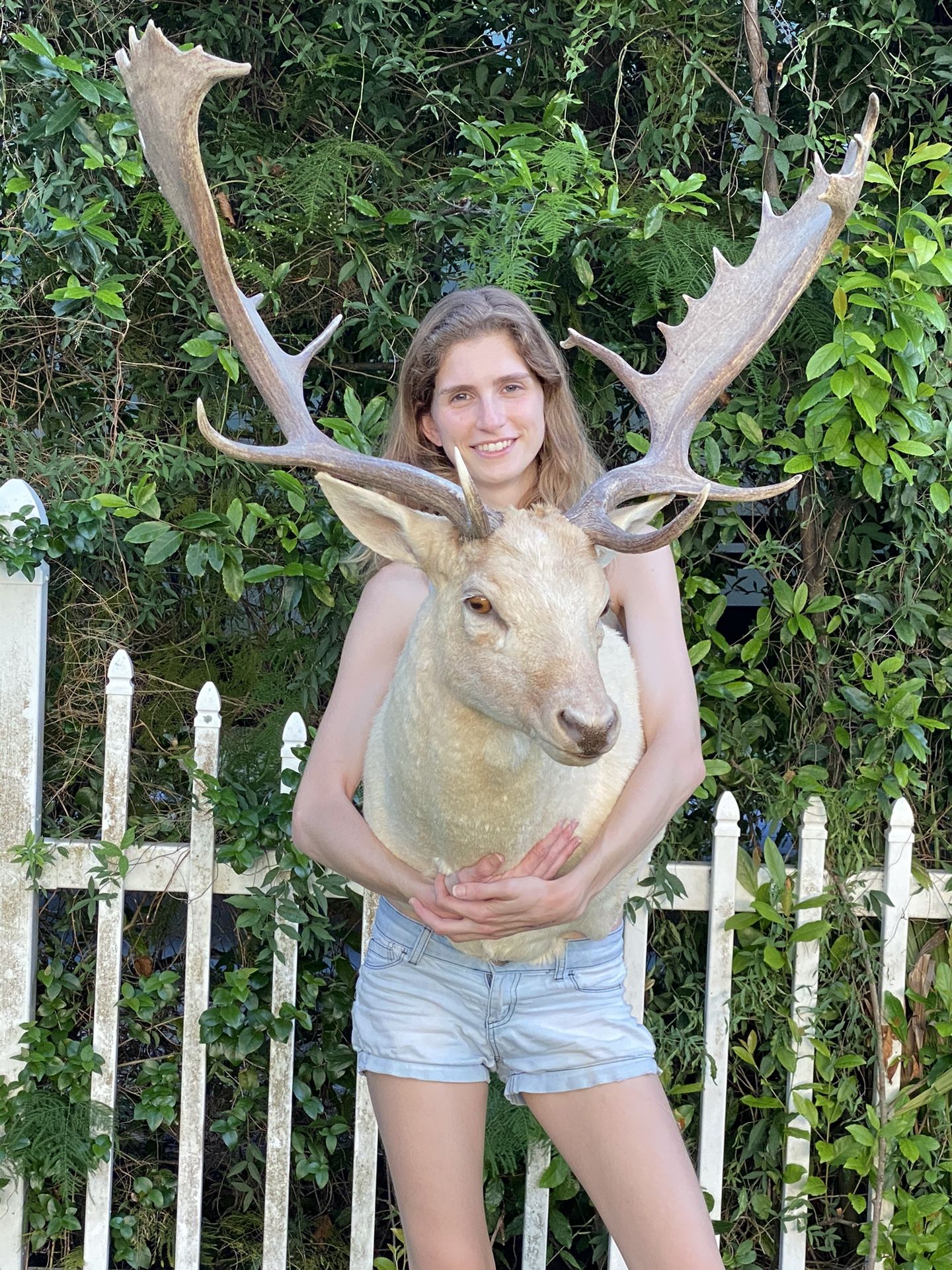 White Fallow Deer Taxidermy